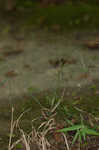 Upland bentgrass 